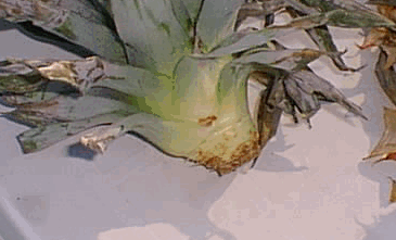 Propagation Of The Pineapple